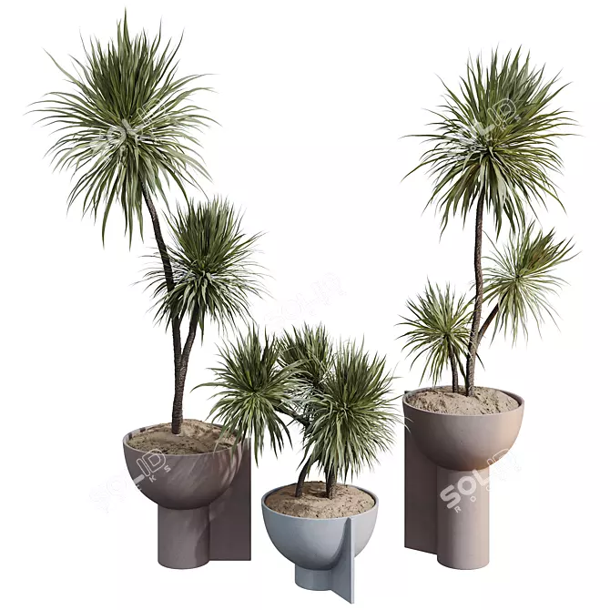 3D Yucca HousePlant Set 3D model image 1