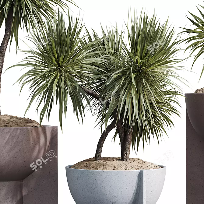 3D Yucca HousePlant Set 3D model image 2