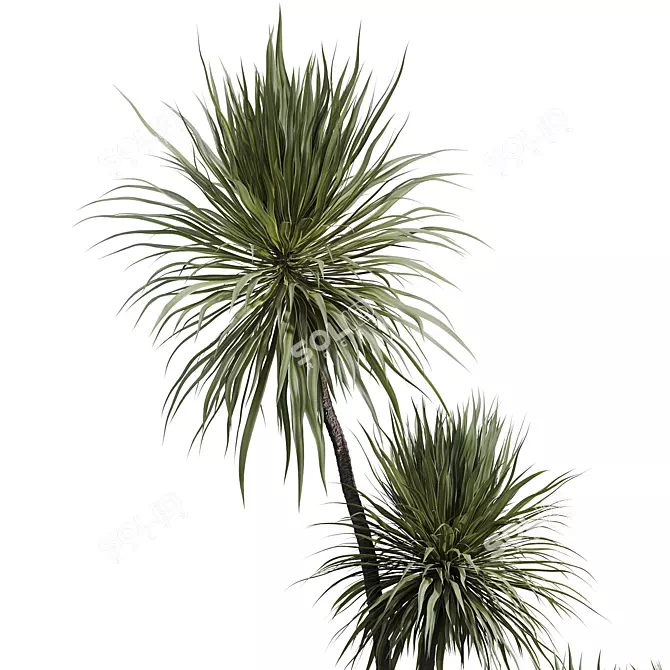 3D Yucca HousePlant Set 3D model image 3