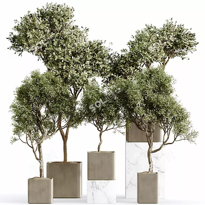 Olive Tree Indoor Plants Set 3D model image 1