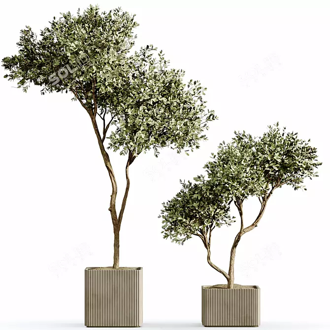 Olive Tree Indoor Plants Set 3D model image 3