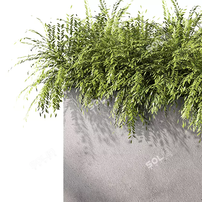 Evergreen Bush Outdoor Plant Set 3D model image 2