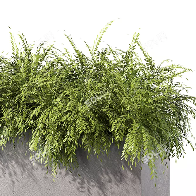 Evergreen Bush Outdoor Plant Set 3D model image 3