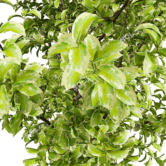 Ficus 'Variegata' 3D Model Collection 3D model image 3