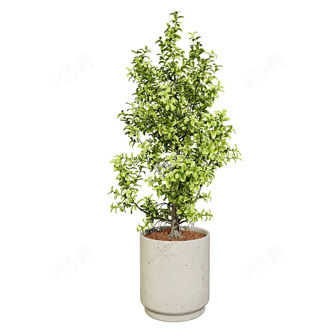 Ficus 'Variegata' 3D Model Collection 3D model image 4