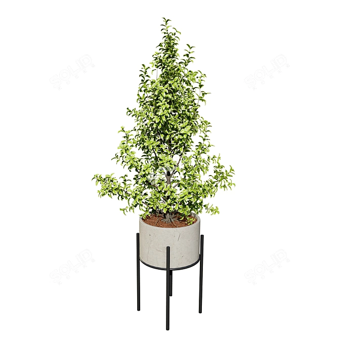 Ficus 'Variegata' 3D Model Collection 3D model image 6