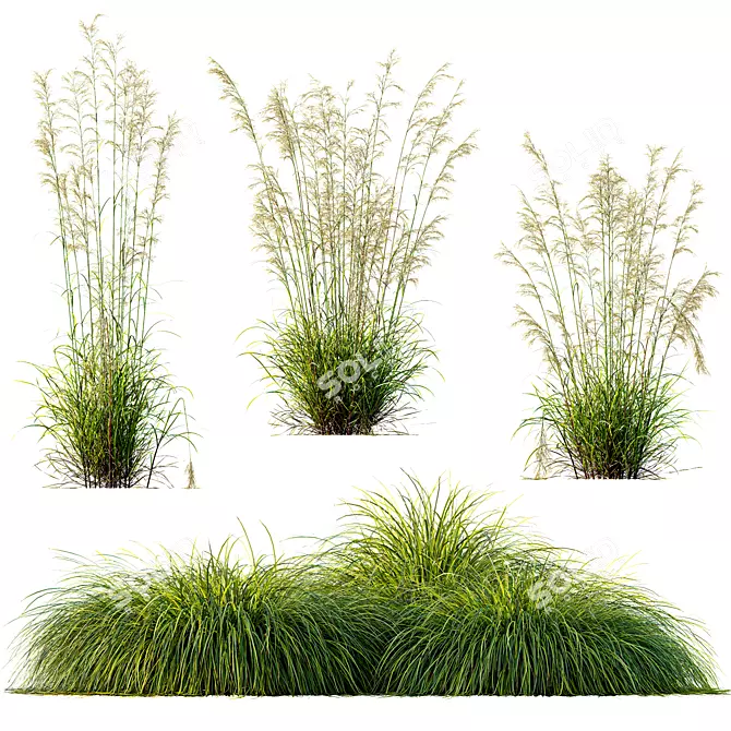 Golden Oats & Aurea Grass Duo 3D model image 1