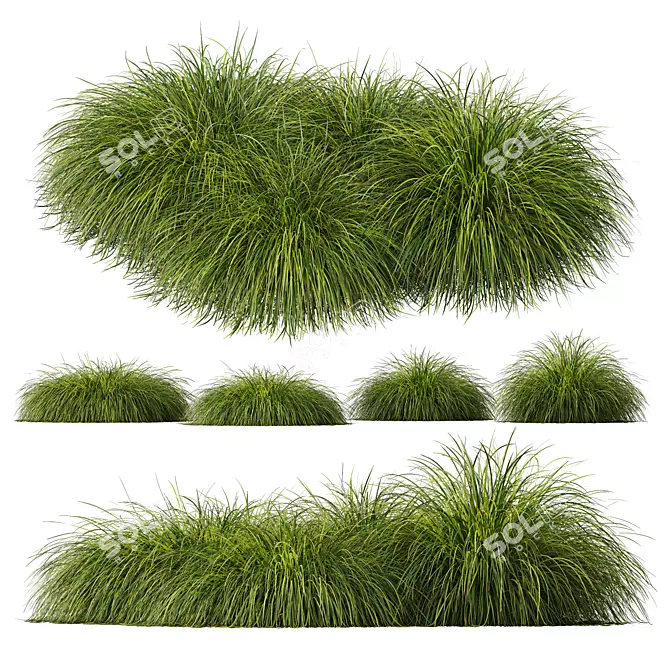 Golden Oats & Aurea Grass Duo 3D model image 3