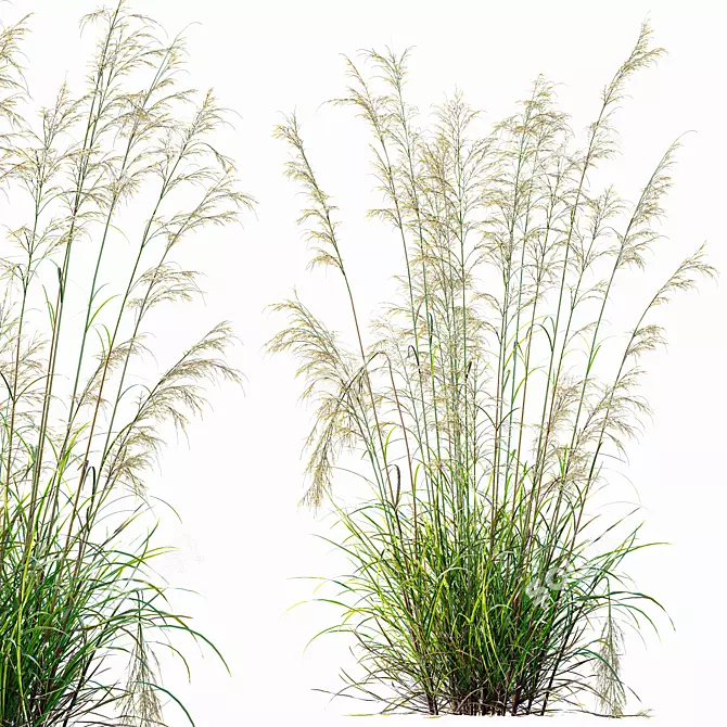 Golden Oats & Aurea Grass Duo 3D model image 4