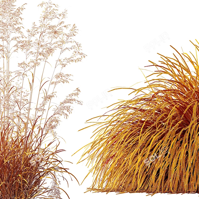 Golden Oats & Aurea Grass Duo 3D model image 6