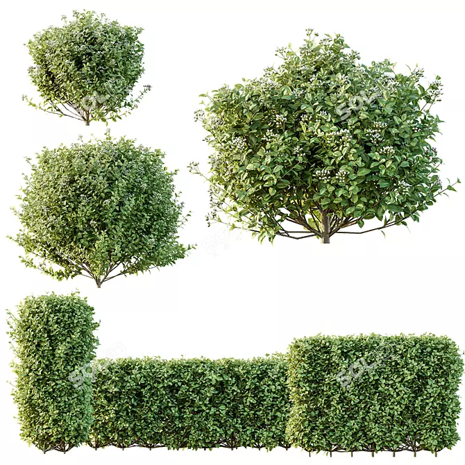 Golden Variegated Privet 3D Models 3D model image 1