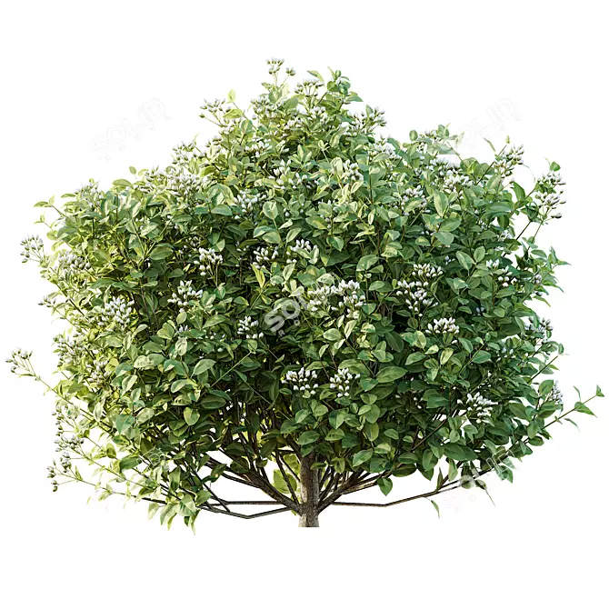 Golden Variegated Privet 3D Models 3D model image 2