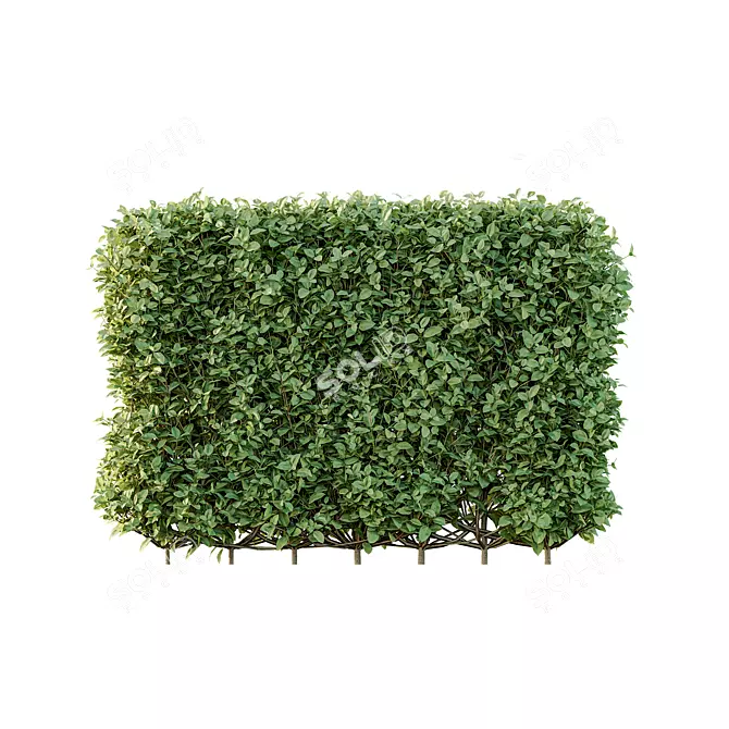 Golden Variegated Privet 3D Models 3D model image 3