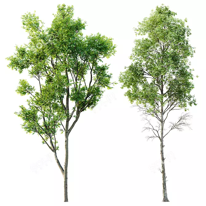 Spring Trees 3D Model Collection 3D model image 1