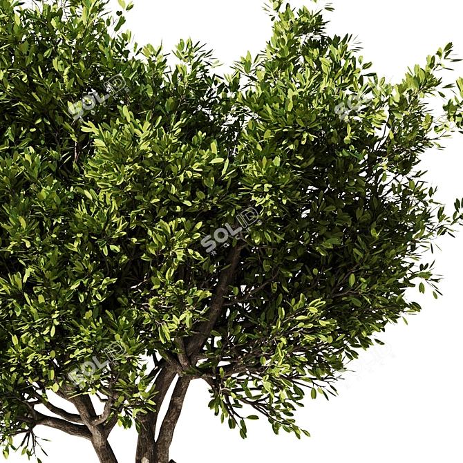 Elegant Olive Tree Set22 Model 3D model image 3