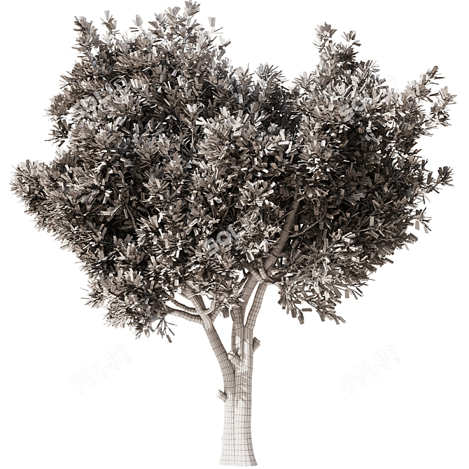 Elegant Olive Tree Set22 Model 3D model image 4