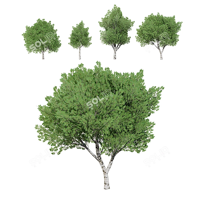 Sleek Low Poly Poplar Models 3D model image 1