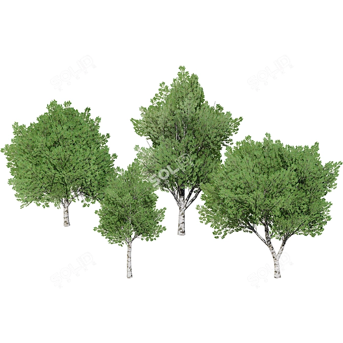 Sleek Low Poly Poplar Models 3D model image 2