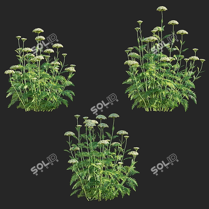 White Flowering Achillea collection 3D model image 5