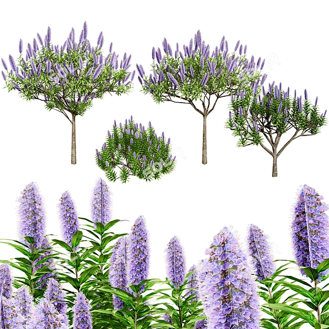 Pride of Madeira 3D Floral 3D model image 1