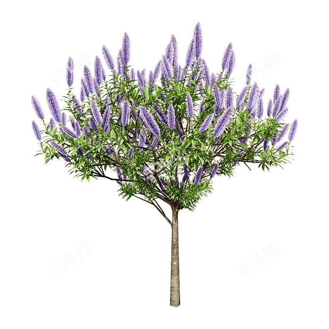 Pride of Madeira 3D Floral 3D model image 4