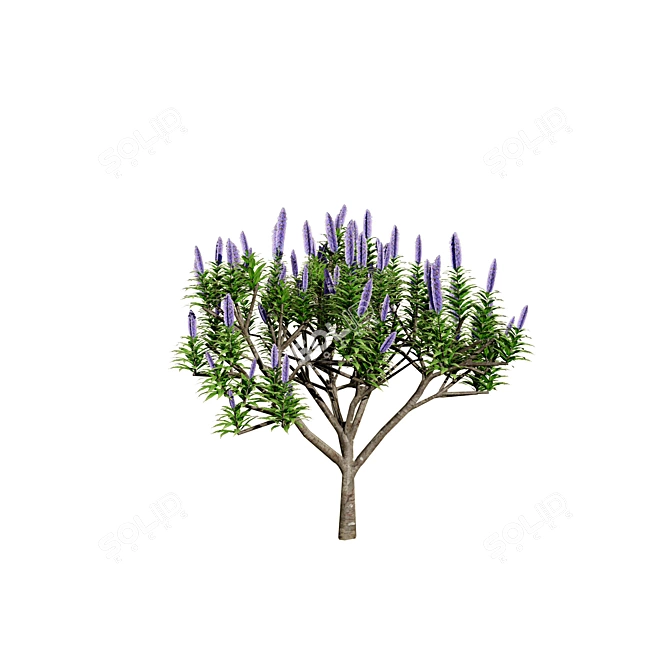 Pride of Madeira 3D Floral 3D model image 5