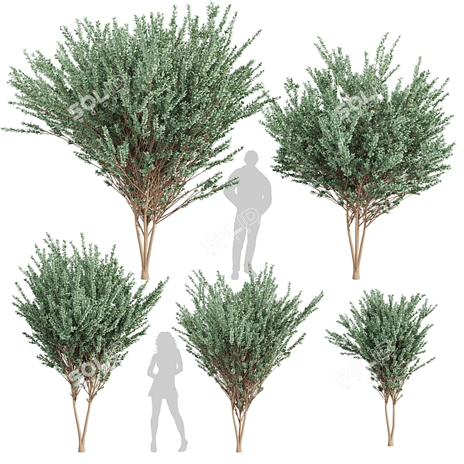 High-Quality Eucalyptus Tree Model 3D model image 1