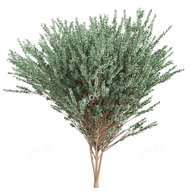 High-Quality Eucalyptus Tree Model 3D model image 2