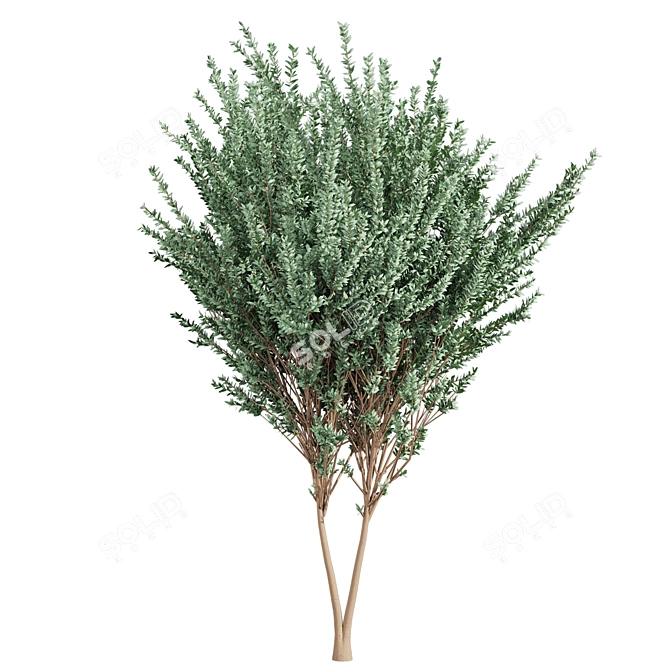 High-Quality Eucalyptus Tree Model 3D model image 4