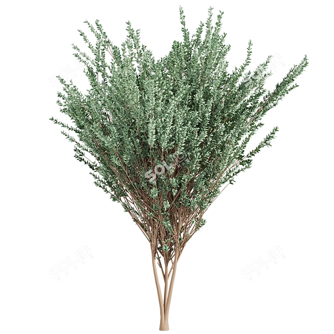 High-Quality Eucalyptus Tree Model 3D model image 5