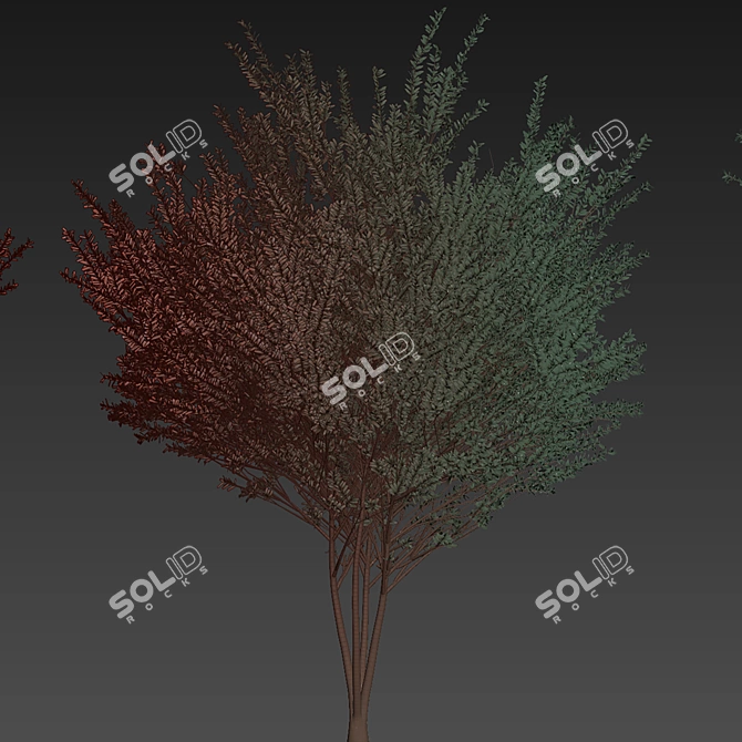 High-Quality Eucalyptus Tree Model 3D model image 7