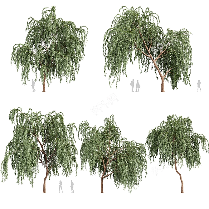 Eucalyptus Caesia Tree Model 3D model image 1