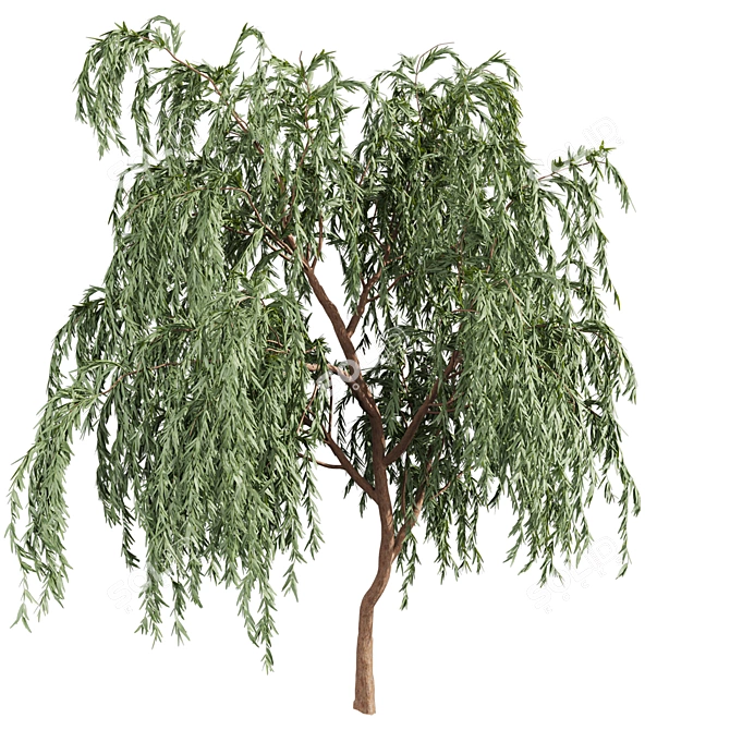 Eucalyptus Caesia Tree Model 3D model image 4