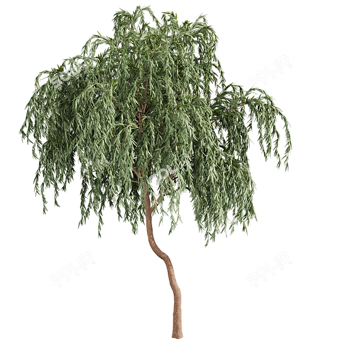 Eucalyptus Caesia Tree Model 3D model image 5