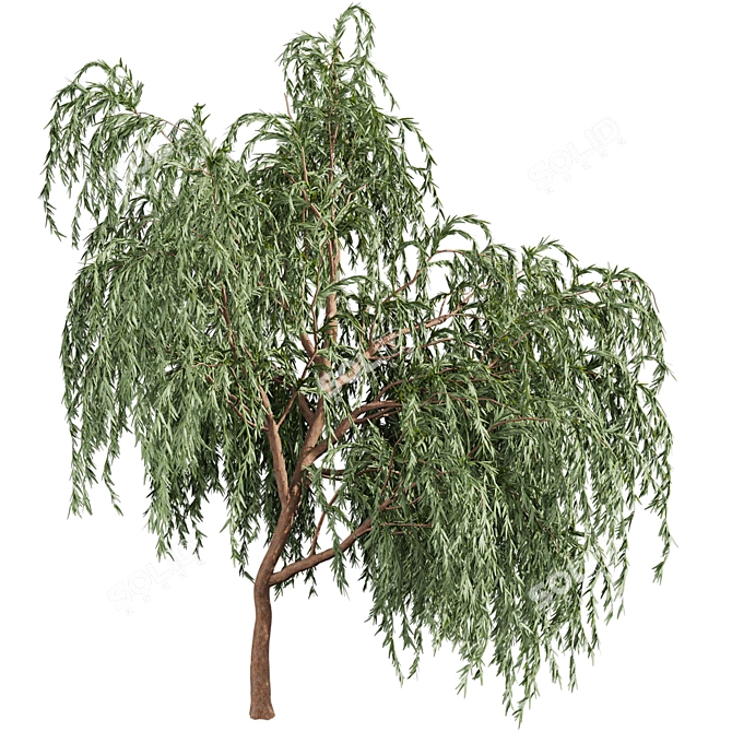 Eucalyptus Caesia Tree Model 3D model image 6