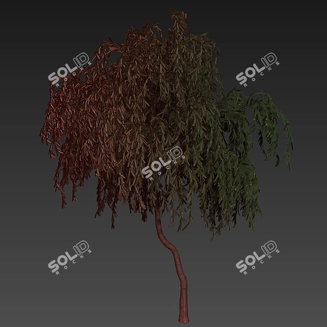 Eucalyptus Caesia Tree Model 3D model image 7