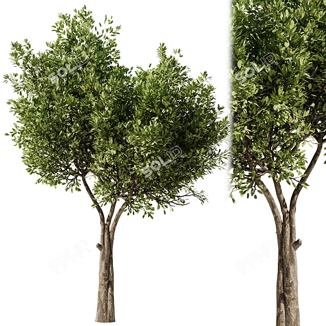 Modern Olive Tree Set24 Miniature 3D model image 1