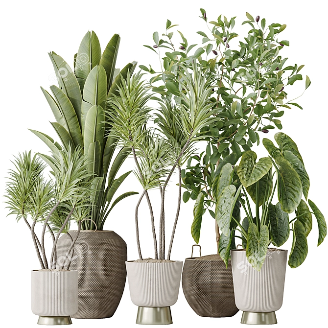 Diverse 3D Indoor Plant Set 3D model image 1