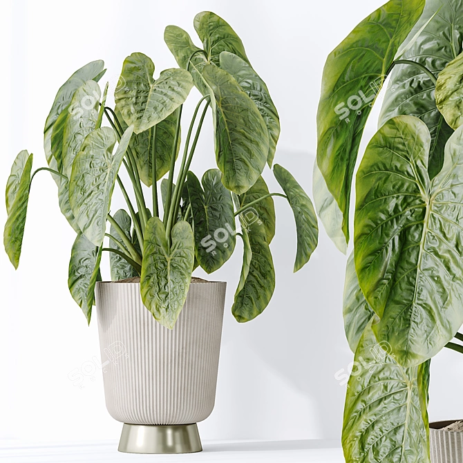 Diverse 3D Indoor Plant Set 3D model image 2