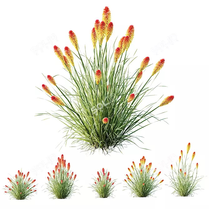 Colorful Tritoma Hot Poker Plant 3D model image 1