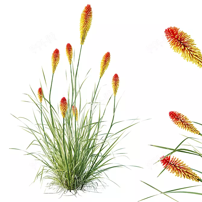 Colorful Tritoma Hot Poker Plant 3D model image 2