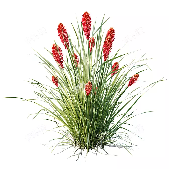 Colorful Tritoma Hot Poker Plant 3D model image 3