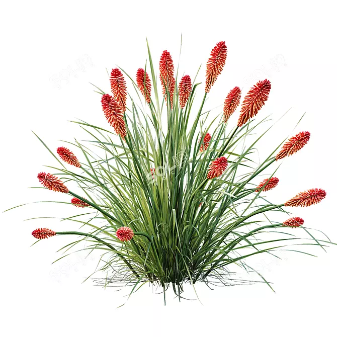 Colorful Tritoma Hot Poker Plant 3D model image 5