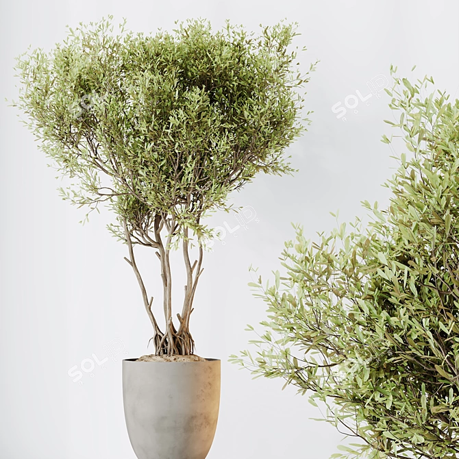 Modern Indoor Olive Tree Set 3D model image 3