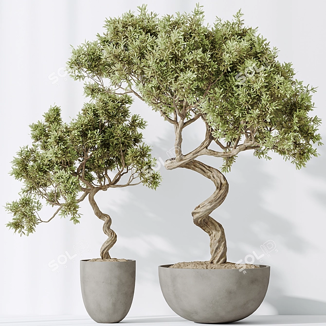 Modern Indoor Olive Tree Set 3D model image 4