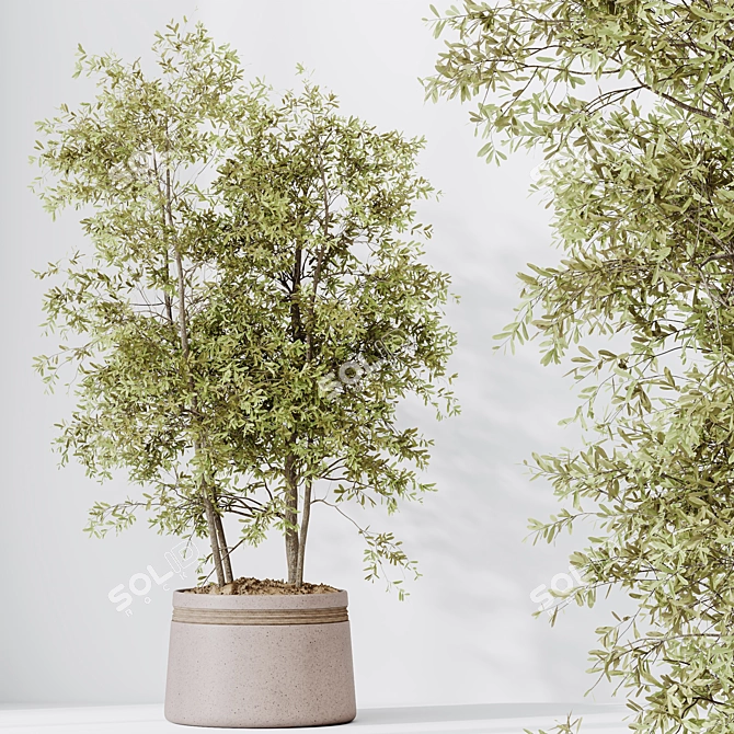 Modern Indoor Olive Tree Set 3D model image 5