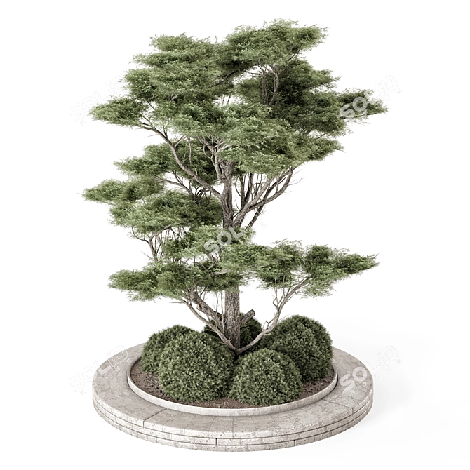 Outdoor Pine Set 2015 VRay 3D model image 2