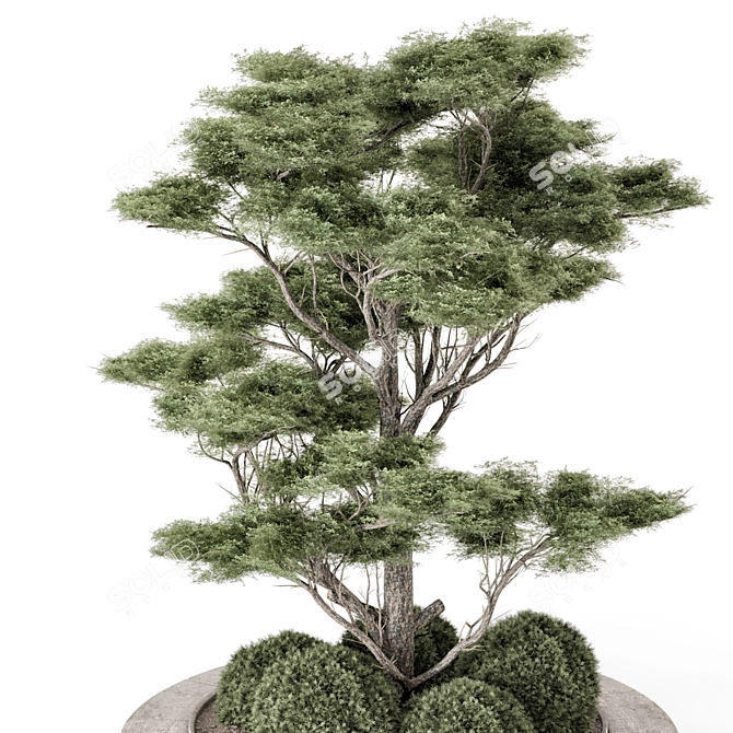 Outdoor Pine Set 2015 VRay 3D model image 3