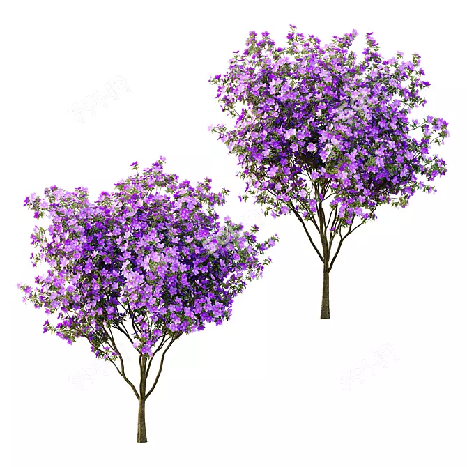 Tropical Tibouchina Princess Tree Model 3D model image 1