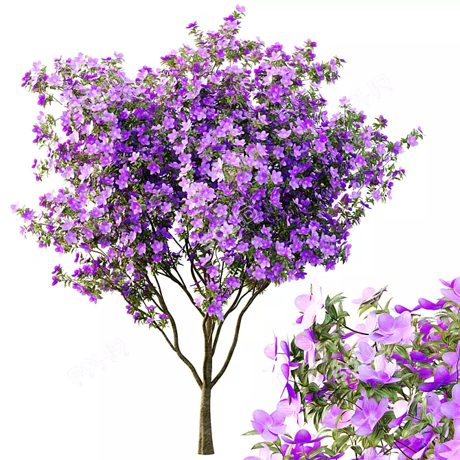 Tropical Tibouchina Princess Tree Model 3D model image 2